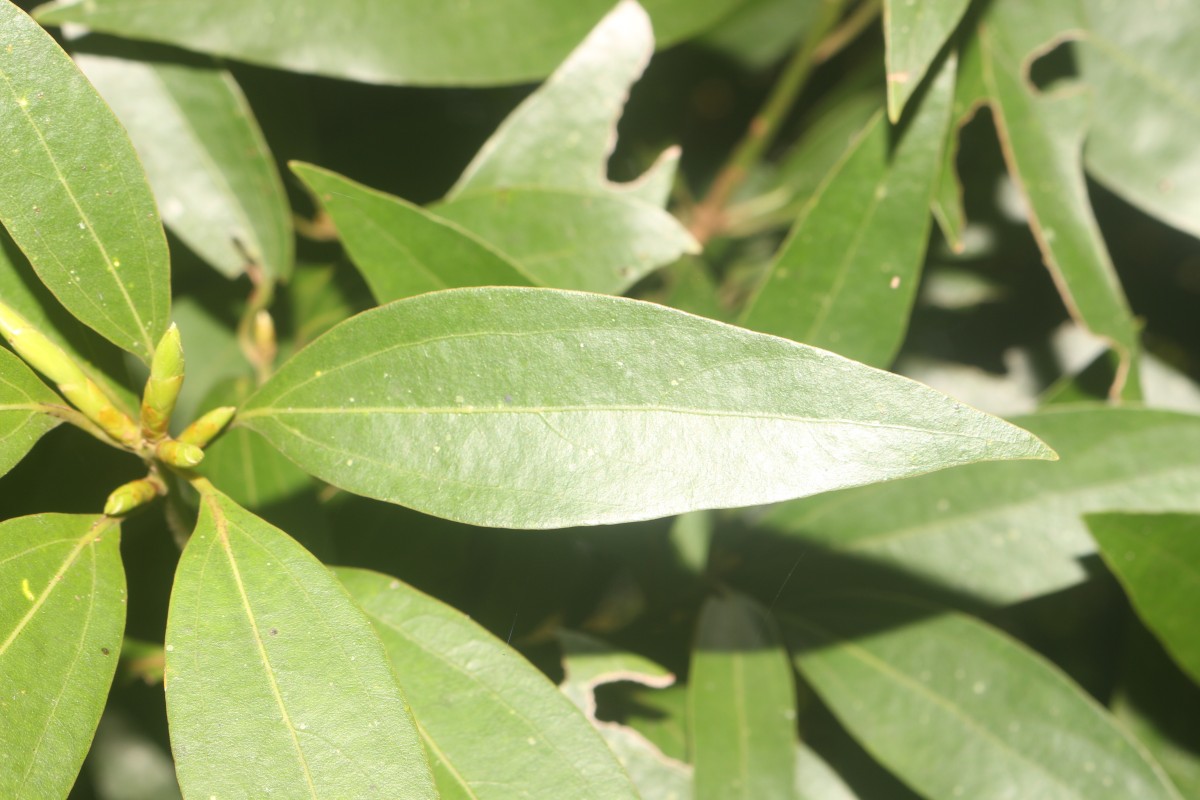 Neolitsea cassia (L.) Kosterm.